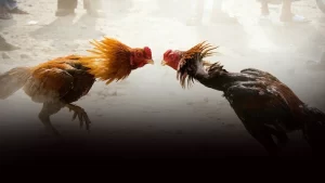 Kütahya’nın Gediz ilçesinde, bir evin bahçesinde horoz dövüştürürken polis tarafından