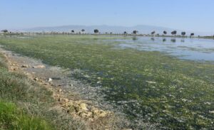 İzmir’de İnciraltı kıyılarındaki yüzlerce kuş türüne ev sahipliği yapan Çakalburnu