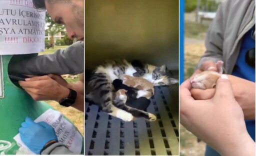 Buca’da cam geri dönüşüm kumbarasında mahsur kalan kedi yavrularını belediye
