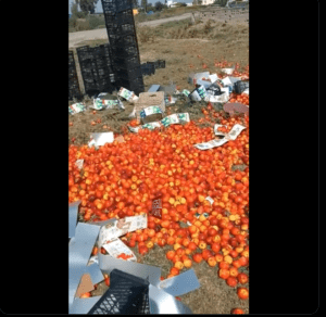 Mersin Tarsus ta üreticiler Şeftali fiyatlarının çok düşük olması nedeniyle