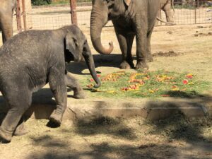 Türkiye’nin tek fil ailesine ev sahipliği yapan İzmir Doğal Yaşam