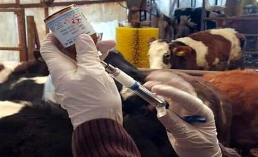 İzmir’in Seferihisar ilçesinin Turgutlu Mahallesi’nde bulunan bir damda, 5 büyükbaşta