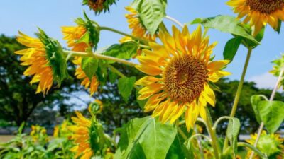 TZOB Genel Başkanı Şemsi Bayraktar ayçiçeği üreticilerinin sorunları ile ilgili