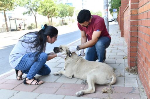 Çiğli Belediyesi, sokak hayvanlarının sağlıklı bir yaşam sürdürmesi amacıyla dış