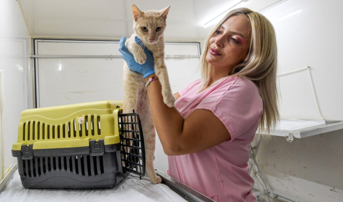 İzmir Büyükşehir Belediyesi, sokakta yaşayan kedi ve köpeklerin kısırlaştırılması çalışmalarına