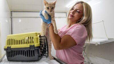 İzmir Büyükşehir Belediyesi, sokakta yaşayan kedi ve köpeklerin kısırlaştırılması çalışmalarına