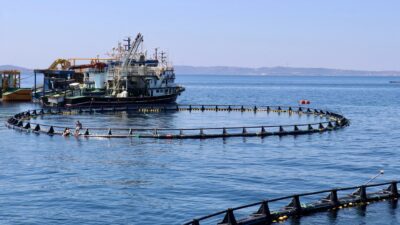 İzmir’de Yetiştirilen Orkinoslar Japonya Başta Olmak Üzere Birçok Ülkeye İhraç
Ediliyor.