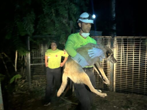 Büyükşehir ekipleri can dostları yangından korudu İzmir Büyükşehir Belediyesi Veteriner