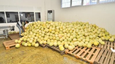 İzmir Büyükşehir Belediyesi, hem çiftçilere hem de ihtiyaç sahibi vatandaşlara