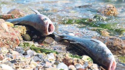 İzmir Büyükşehir Belediyesi, Bayraklı sahilindeki balık ölümleri ve koku ile