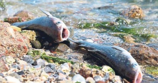 İzmir Büyükşehir Belediyesi, Bayraklı sahilindeki balık ölümleri ve koku ile