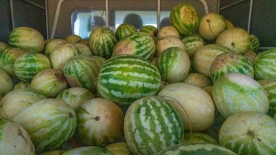 İzmir’in Tire ilçesinde 25 yıldır çiftçilik yapan ve aylarca emek