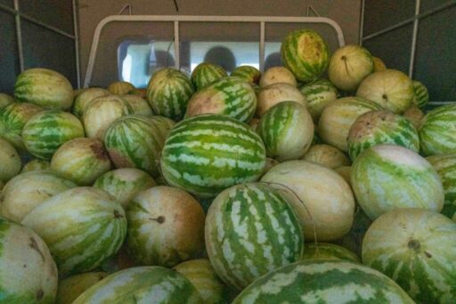 İzmir’in Tire ilçesinde 25 yıldır çiftçilik yapan ve aylarca emek