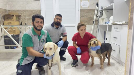 Yangından kurtarılan can dostlara Menemen’de şefkat eli
İzmir'de hafta sonu yaşanan