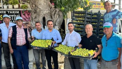 Torbalı’nın benzersiz Çapak Bardacık İnciri, dünya pazarlarına açılıyor. Yıllık yalnızca
