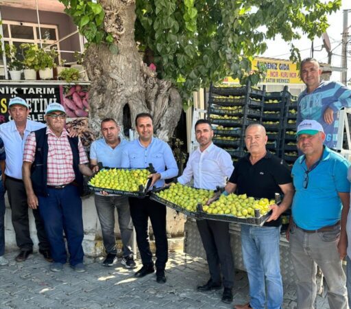 Torbalı’nın benzersiz Çapak Bardacık İnciri, dünya pazarlarına açılıyor. Yıllık yalnızca