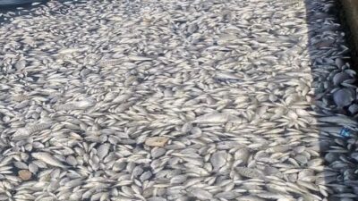 İzmir Körfezi’nde yaşanan kirlilik ve balık ölümlerine Türkiye İttifakı Partisi