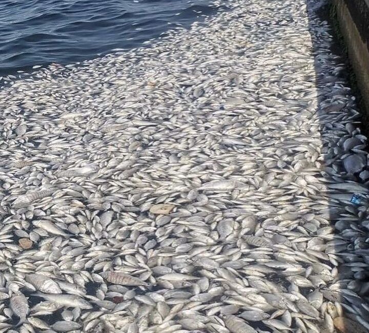 BOYUNAĞA : SOYER YÜZECEĞİM DEDİ, BALIKLAR BİLE YÜZEMEZ OLDU! İzmir Körfezi’nde yaşanan kirlilik ve balık ölümlerine Türkiye İttifakı Partisi