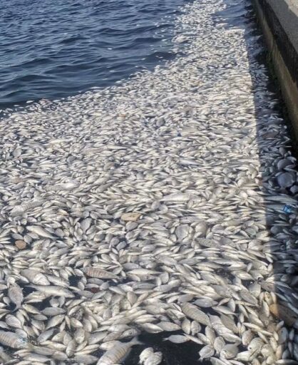 İzmir Körfezi’nde yaşanan kirlilik ve balık ölümlerine Türkiye İttifakı Partisi