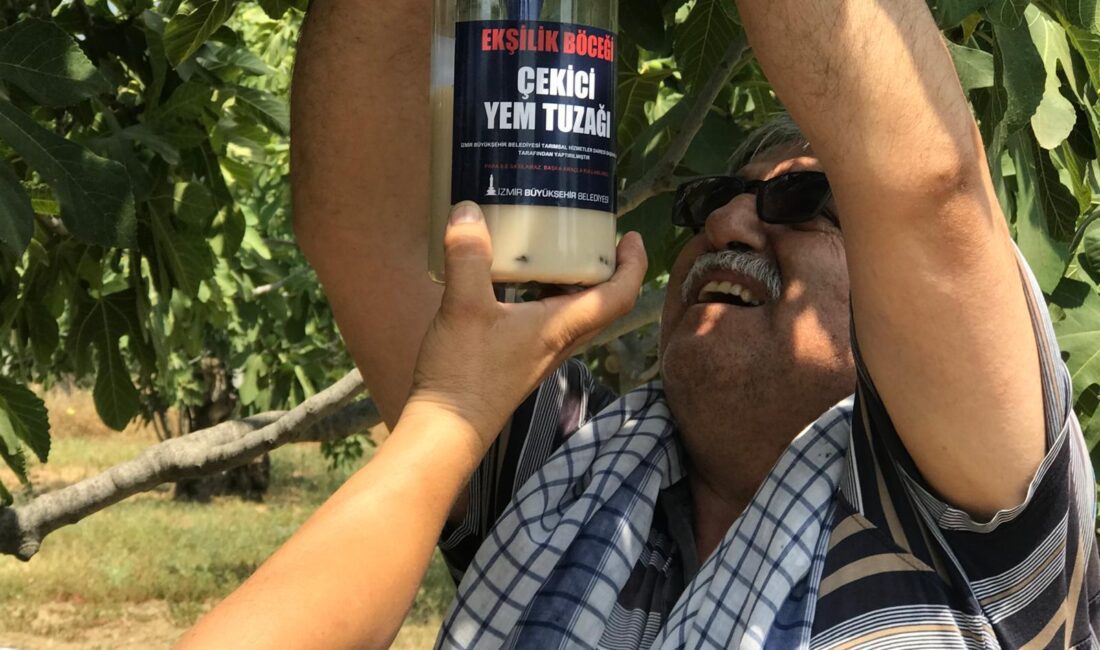 İzmir Büyükşehir Belediyesi incirde verimliliği artırmak ve doğada kimyasal ilaç