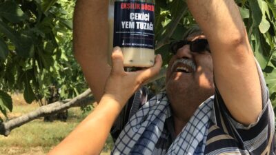 İzmir Büyükşehir Belediyesi incirde verimliliği artırmak ve doğada kimyasal ilaç