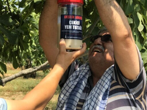 İzmir Büyükşehir Belediyesi incirde verimliliği artırmak ve doğada kimyasal ilaç