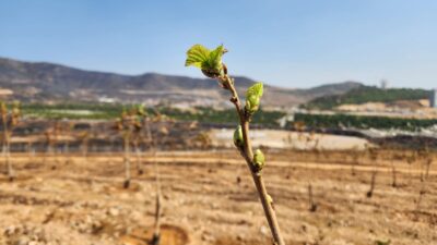 İzmir Büyükşehir Belediyesi’nin yangın bölgesinde yoğun bakım çalışmaları başlattığı Sancaklı