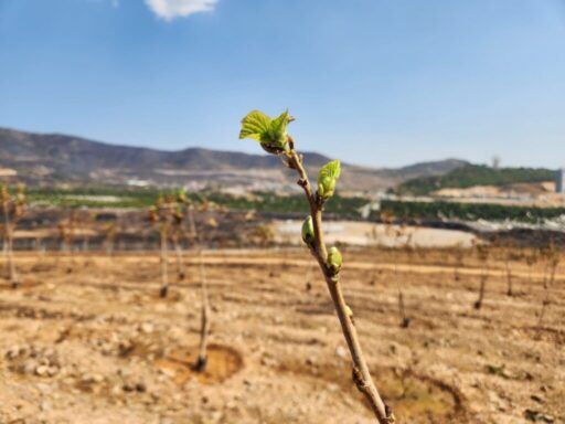 İzmir Büyükşehir Belediyesi’nin yangın bölgesinde yoğun bakım çalışmaları başlattığı Sancaklı