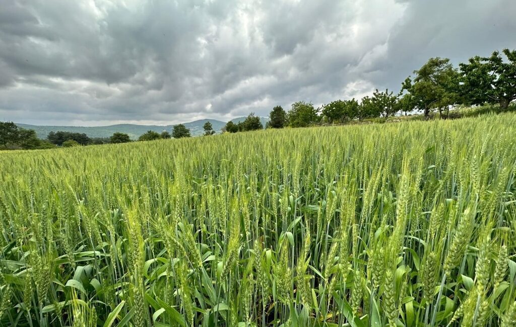 Manisa Büyükşehir Belediyesi, kırsalda bulunan üreticilere destek olmak, hayvan yetiştiricilerinin