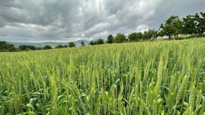 Manisa Büyükşehir Belediyesi, kırsalda bulunan üreticilere destek olmak, hayvan yetiştiricilerinin
