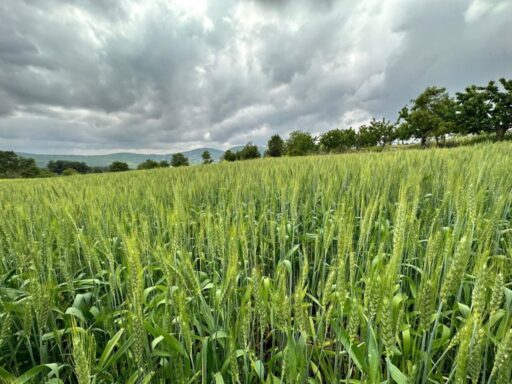 Manisa Büyükşehir Belediyesi, kırsalda bulunan üreticilere destek olmak, hayvan yetiştiricilerinin