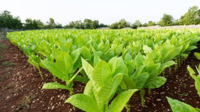 Tütün Eksperleri Derneği, 2023 Tütün ve Tütün Mamulleri Sektör Raporu’nu