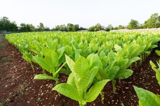 Tütün Eksperleri Derneği, 2023 Tütün ve Tütün Mamulleri Sektör Raporu’nu