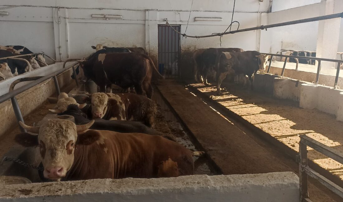 Hayvancılığa bir darbe de BORNOVA BELEDİYESİNDEN… 1995 yılında kurulan ve bugüne kadar zor şartlar altında varlığını