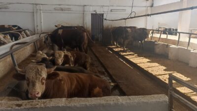 1995 yılında kurulan ve bugüne kadar zor şartlar altında varlığını