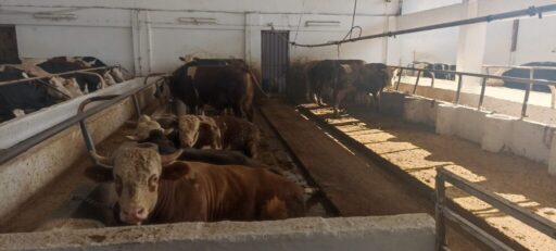 1995 yılında kurulan ve bugüne kadar zor şartlar altında varlığını