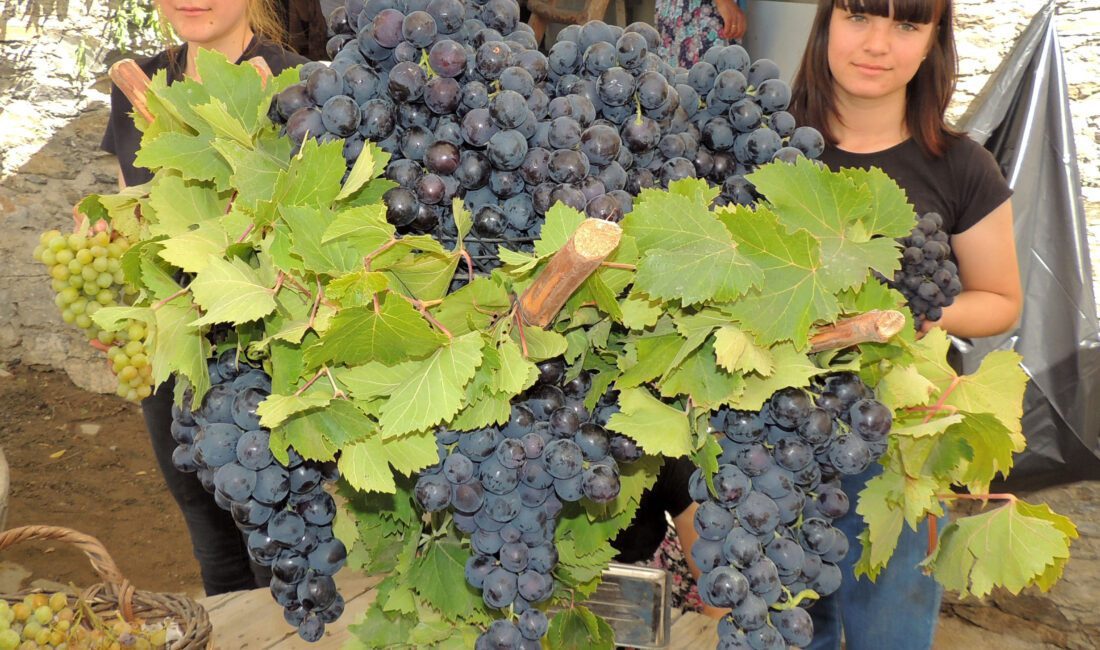 Coğrafi İşaret'e sahip Kavacık Enfes üzümüyle artık ülke çapında adını