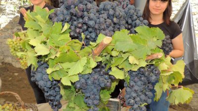 Coğrafi İşaret'e sahip Kavacık Enfes üzümüyle artık ülke çapında adını