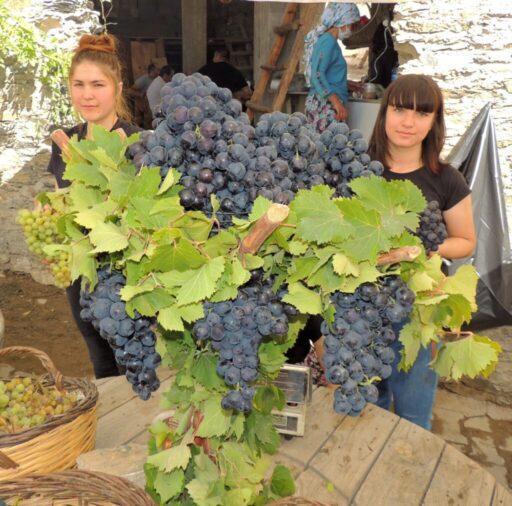 Coğrafi İşaret'e sahip Kavacık Enfes üzümüyle artık ülke çapında adını