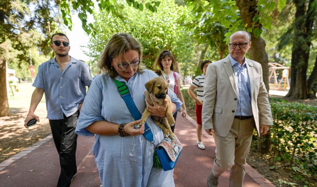 İzmir Büyükşehir Belediyesi, sokakta yaşayan sahipsiz hayvanlarla ilgili yapacağı çalışmalar