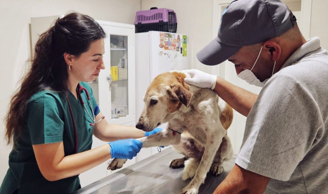 Can dostları yaşatmaktan yana olan Narlıdere Belediyesi, Veteriner İşleri Müdürlüğü’nde