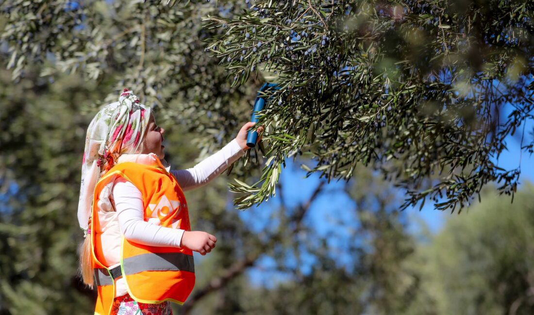Aliağa’da zeytin hasat sezonunun başlamasıyla birlikte zeytinin dalından sofraya yolculuğu
