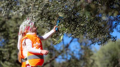 Aliağa’da zeytin hasat sezonunun başlamasıyla birlikte zeytinin dalından sofraya yolculuğu