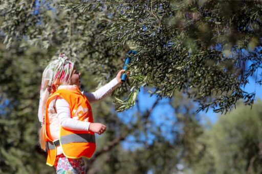 Aliağa’da zeytin hasat sezonunun başlamasıyla birlikte zeytinin dalından sofraya yolculuğu