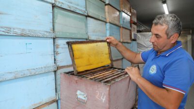 Muğla Büyükşehir Belediyesi arıcıların büyük sorunlarından biri
olan büyük balmumu güvesine