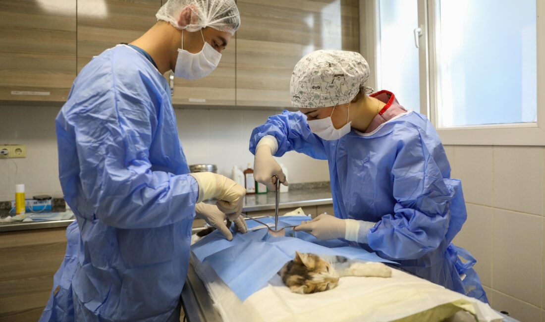 Buca Belediyesi’nden kısırlaştırma seferberliği! Buca’da can dostlarının kontrolsüz bir şekilde üremesinin önüne geçmek amacıyla