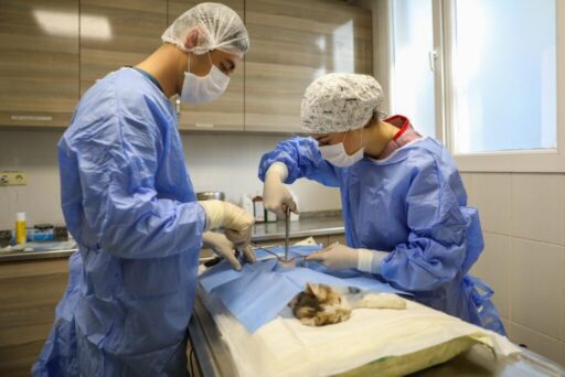 Buca’da can dostlarının kontrolsüz bir şekilde üremesinin önüne geçmek amacıyla