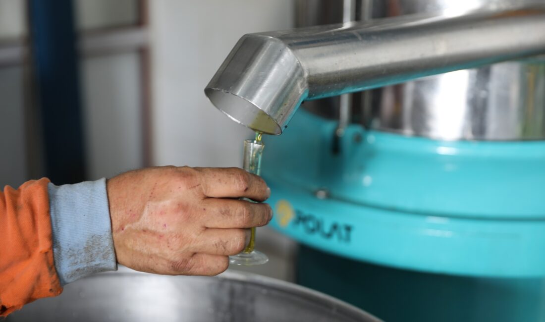 Seferihisar Belediyesi, Beyler Zeytinyağı Fabrikası’nın bu sezonki açılışını gerçekleştirdi. Üreticilerin