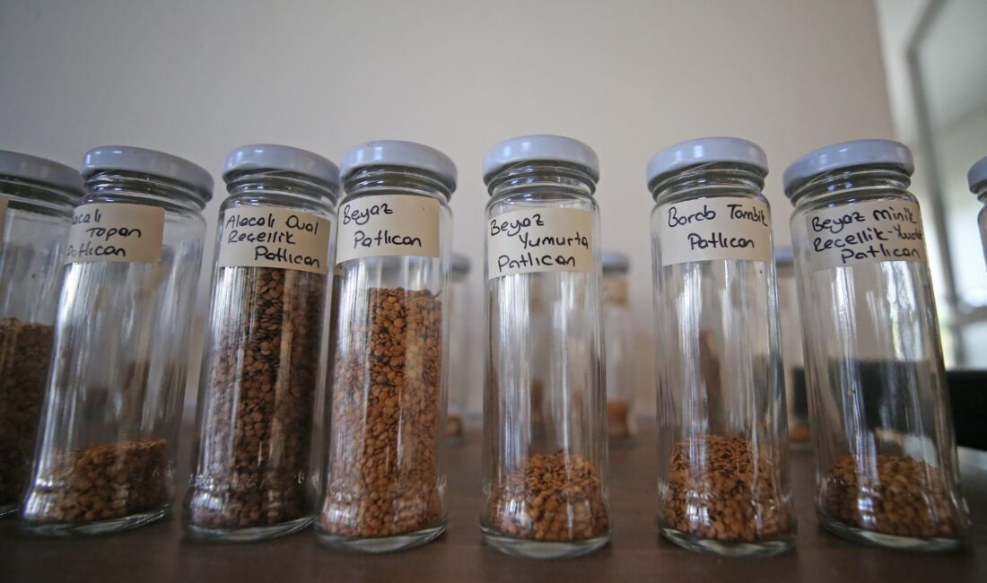 Yaklaşık 500 bin paket tohum vatandaşa ulaştırıldı! Karşıyaka Belediyesi Şehit Muhittin-Ayşe Dudu Sağıroğlu Tohum Merkezi, açıldığı günden