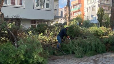Ödemiş Belediyesi, budama çalışmalası yapılan ağaçlardan elde edilen odunların bir